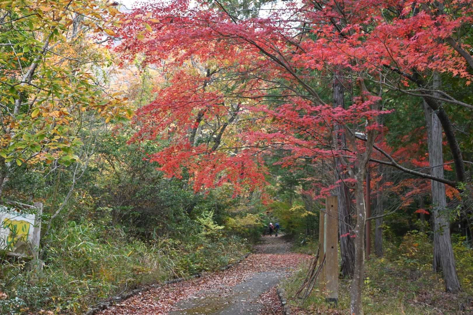 紅葉🍁