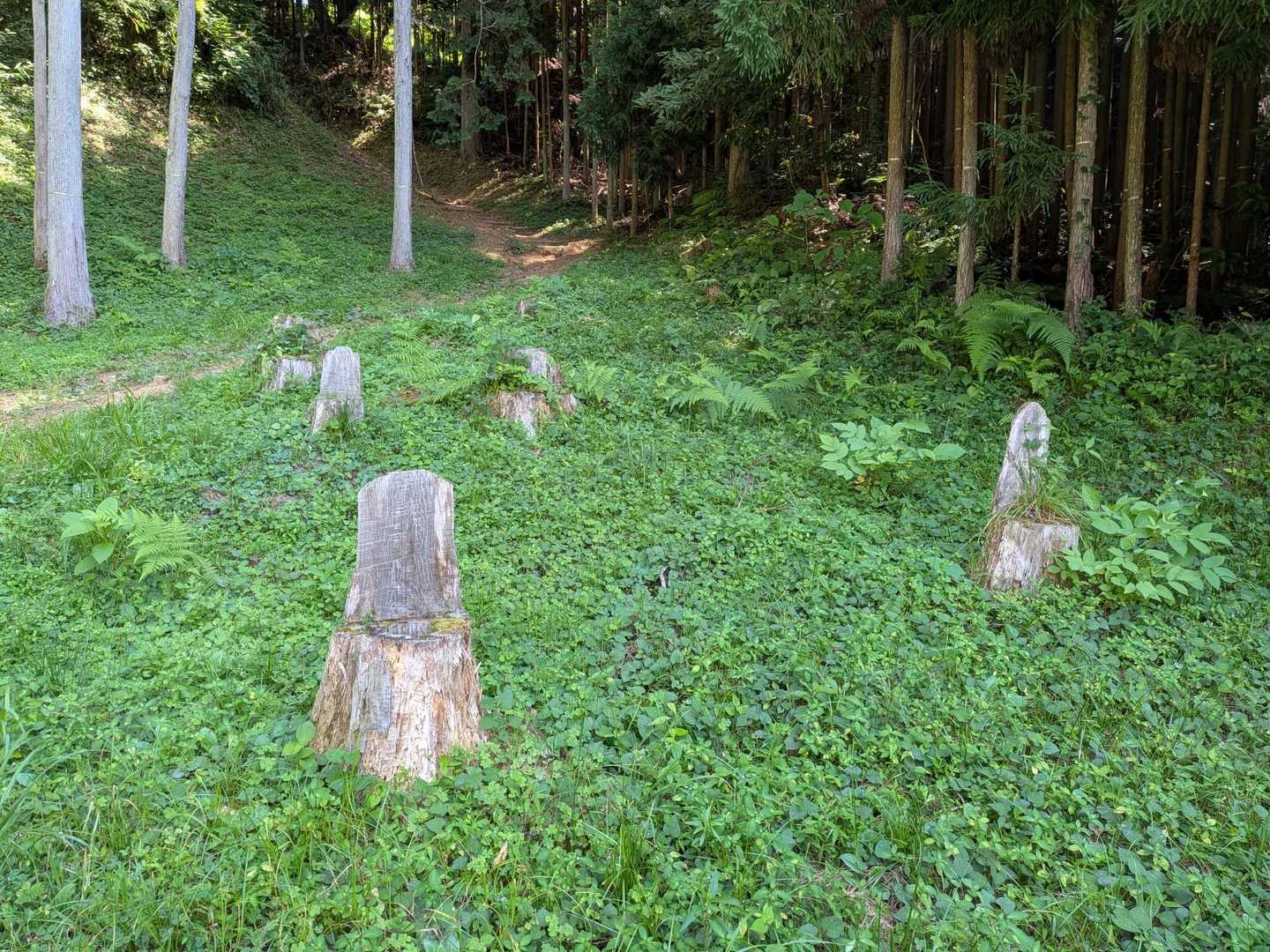 森の小人達の椅子？ 笑😊