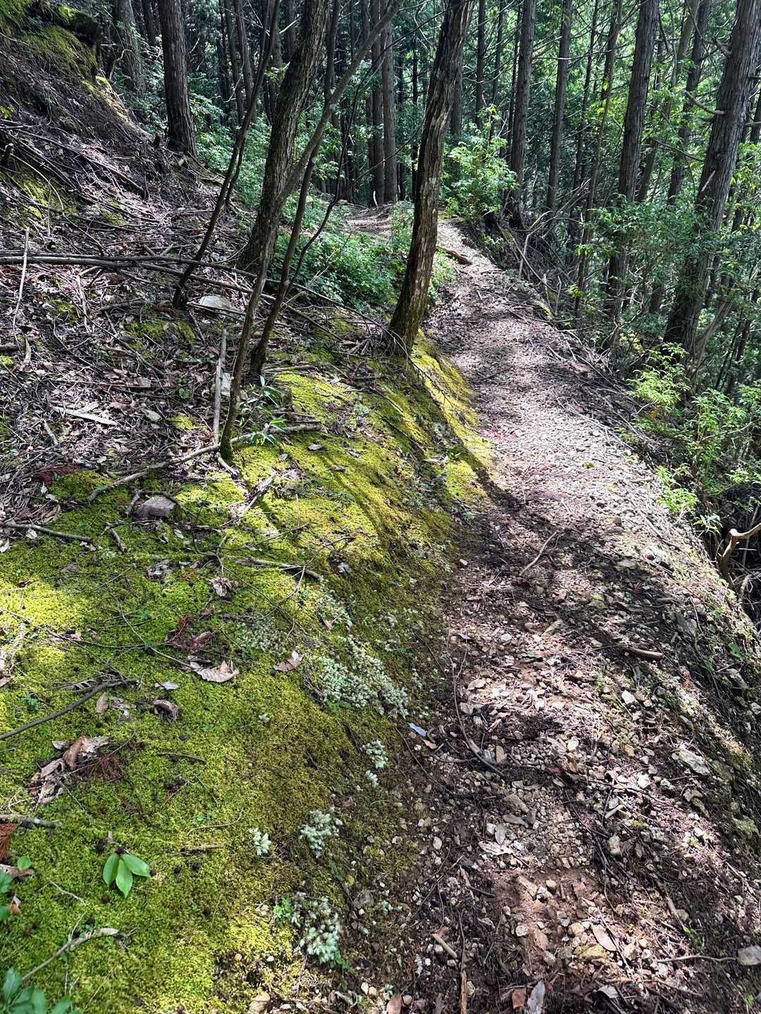 茶呑峠-鳴の堂 縦走コースの写真