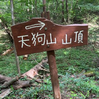 沢から離れるとレンゲショウマは見られなくなる。