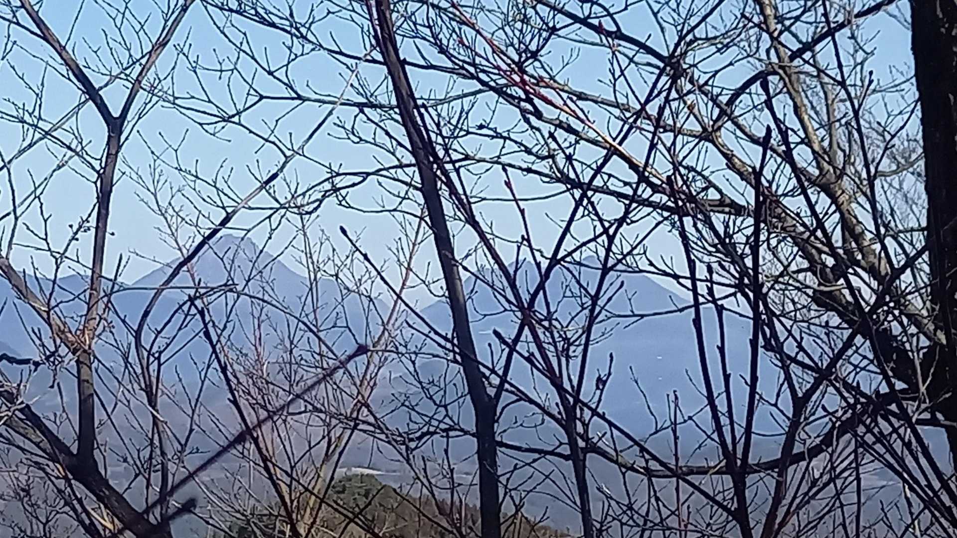 枝が邪魔してますが、由布岳と鶴見岳と思います。