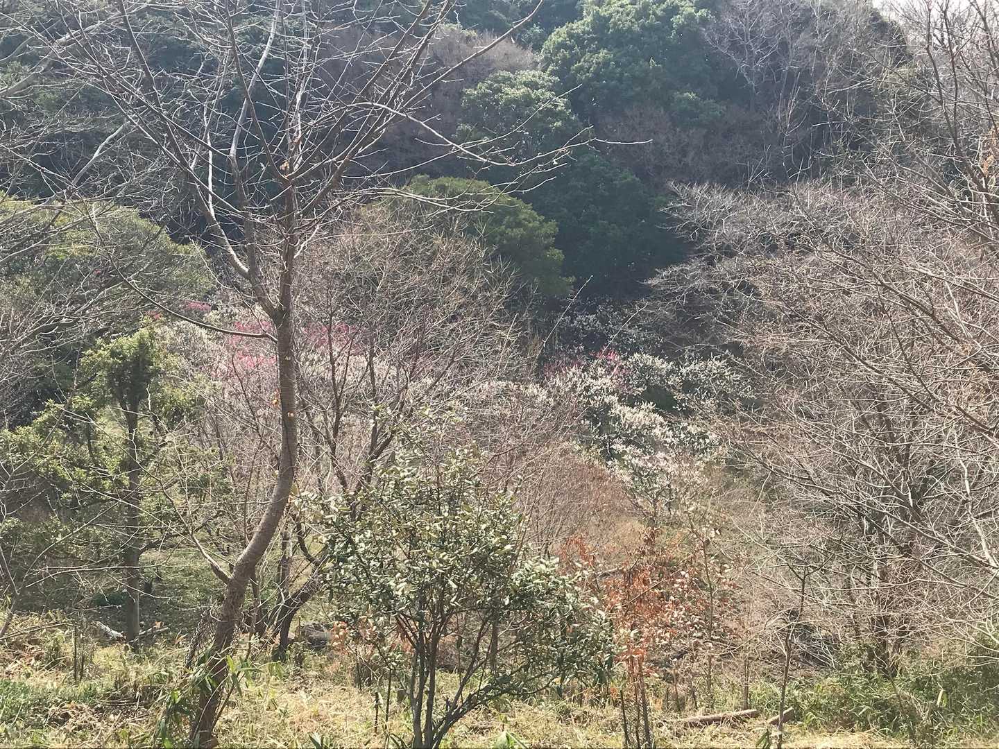 道合ってるかな？🤔と不安になった頃
『梅林だぁ✨✨』
と、突然視界に入ります😊