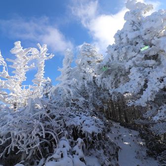 この辺りは樹氷みたいに育ってる