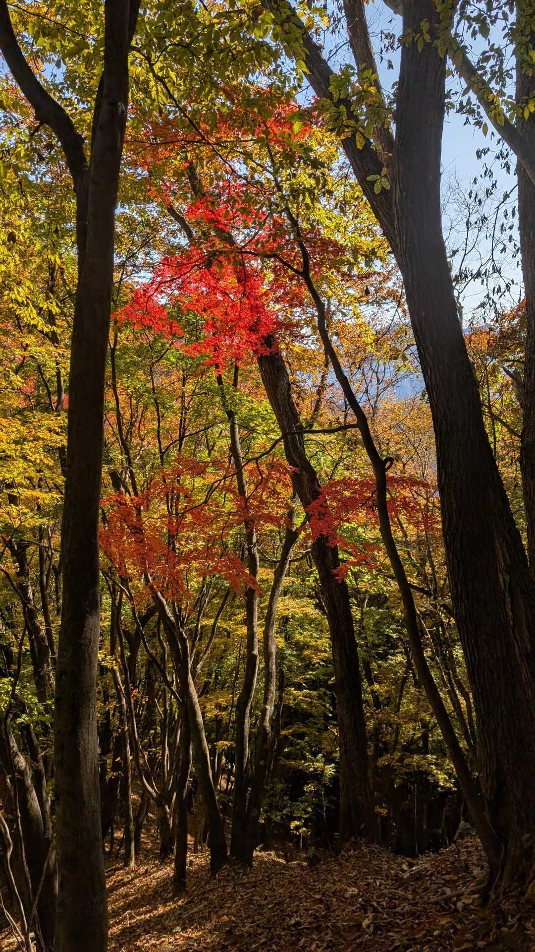 紅葉🍁が本当に綺麗✨