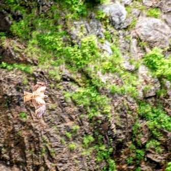 三条ノ滝付近を飛ぶ