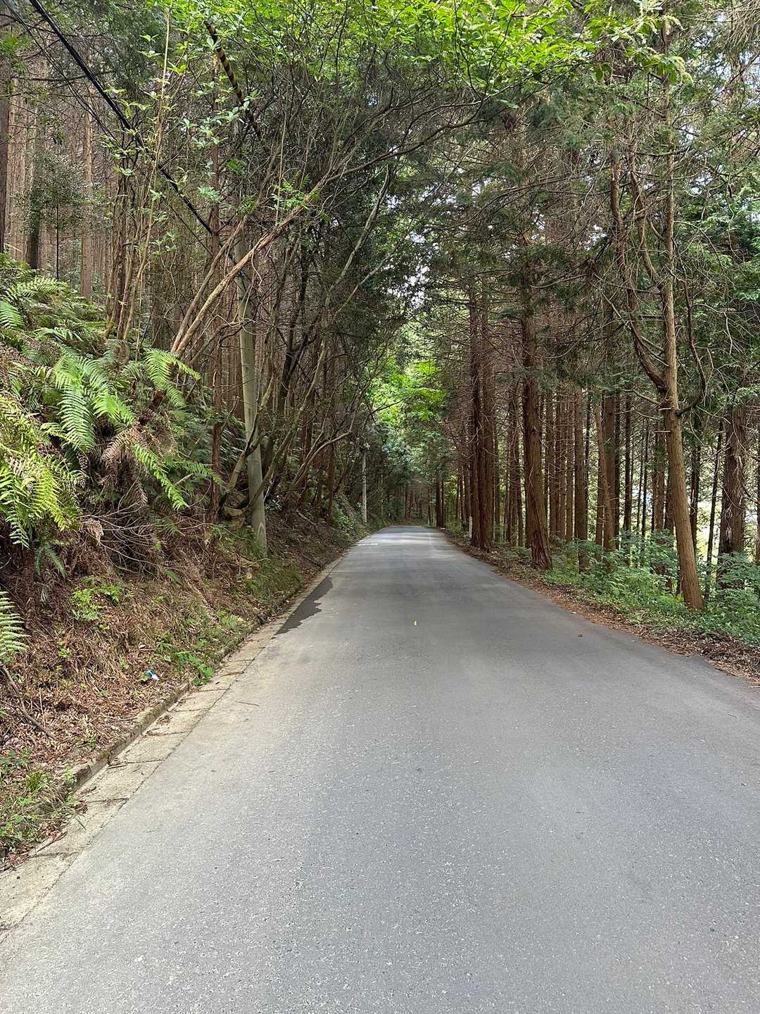 舗装路は木の陰になってて
涼しくて蜘蛛の巣🕸️もなく快適‼︎