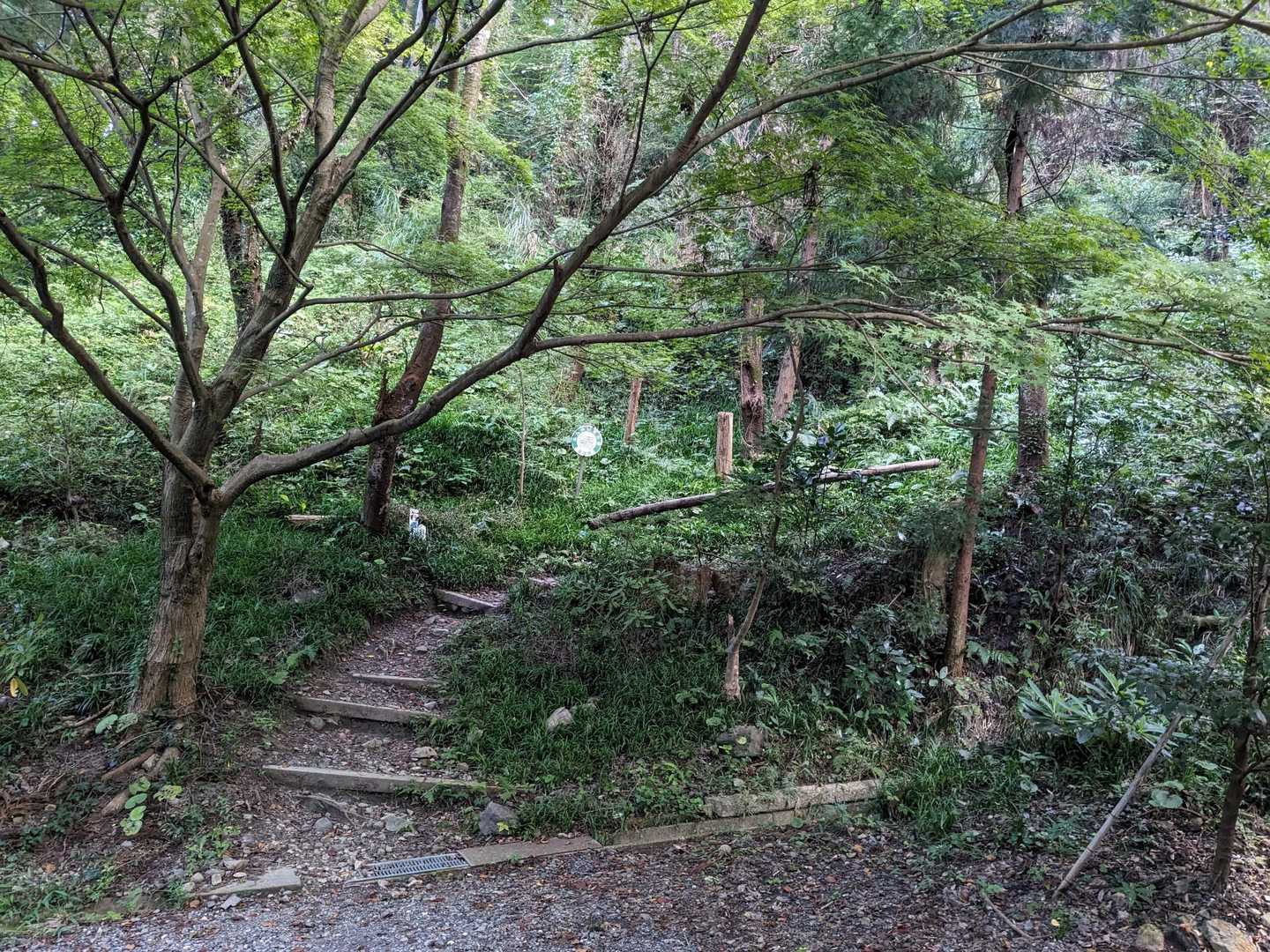 本殿に・🙏。登ります・🚶。