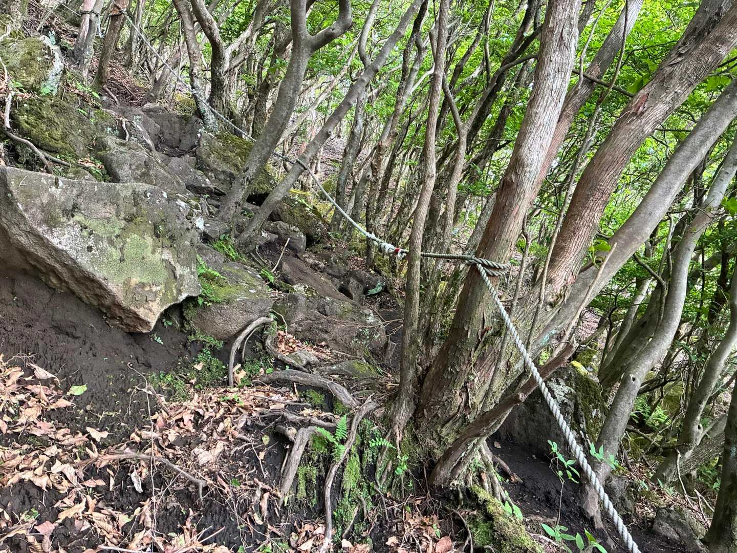 急登
