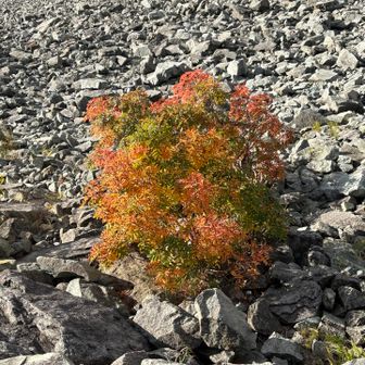 紅葉始まってます🍁