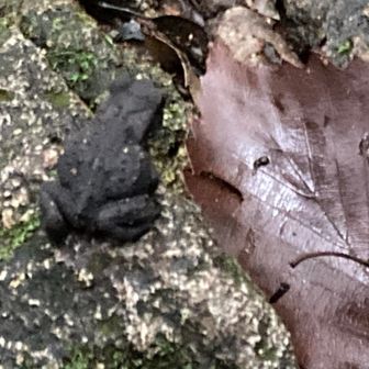 カエルは今日も黒い方🐸