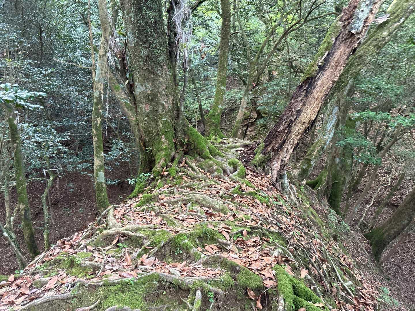 古処山 周回コースの写真