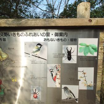 クワガタも取れるの？大阪だぜ？