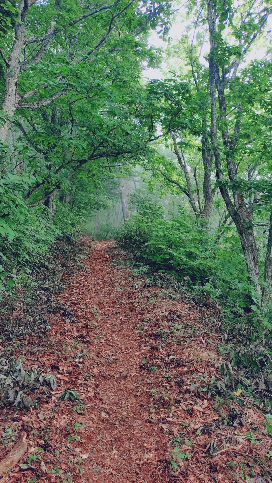 もう下山する人もいないかと思って一人でホーホーと吠えて歩く(熊対策)
🐻も怖いけど、巨大な黄色スズメ蜂🐝にもつきまとわれた。刺されずに良かった。