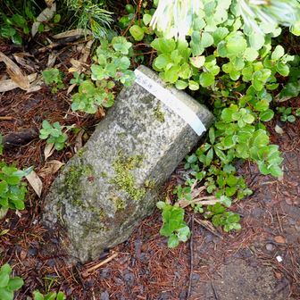 【船明神山】
山名はテープ貼り…
何か寂しい山頂😑

