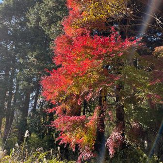 ここにもモミジが。