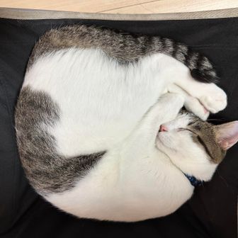 よし吉