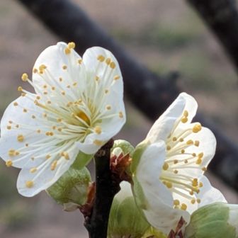 咲きたばかりの梅の花