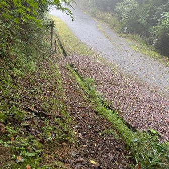 ミヤマウズラないなぁ…😭😭😭
津黒山登山口に帰ってきた。
しかたなく、きた道を引き返す。
トコトコ…