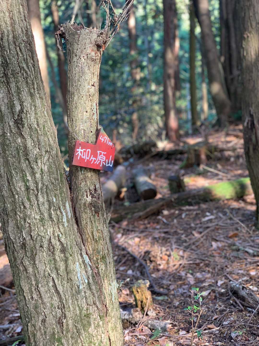 六座目ゲット🐥🐥🐥🐥🐥🐣
〝柳ヶ原山〟