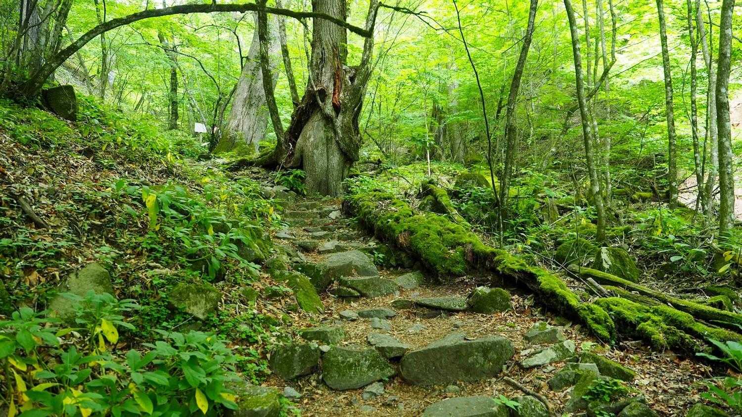花と樹木、野鳥を愛でながら歩く、東京・奥多摩三頭山コースの写真