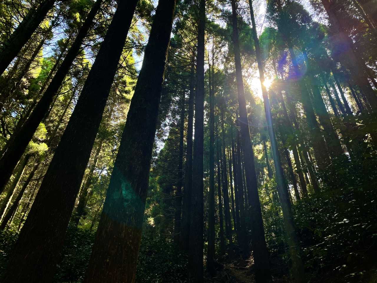目の前を二頭の鹿が颯爽と駆け抜けました🦌