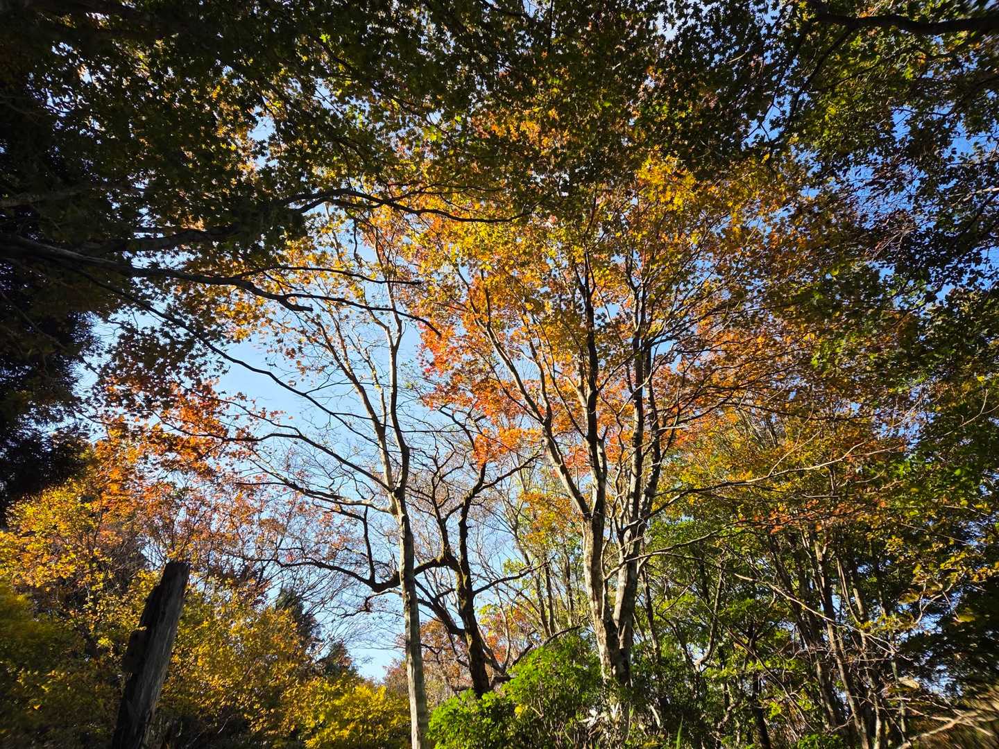 紅葉🍁