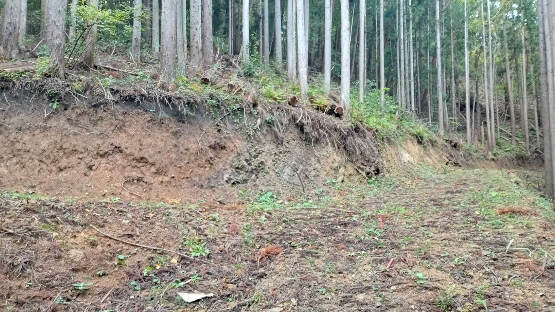 直進右方向はすぐそこで作業道が終わり、先に続く細い道らしきものも分からなかったので、左折して斜面あがって稜線の道に合流することにしよう