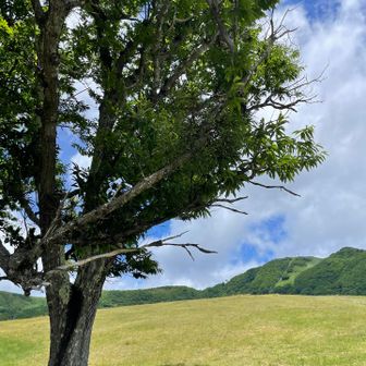 ハチ高原。