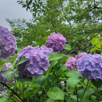 人がいないところの紫陽花もきれいで、ゆっくり眺めました😊