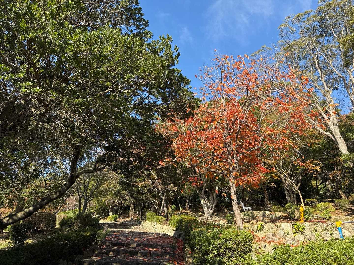途中、紅葉🍁癒されながら…。