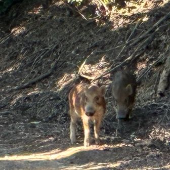 なんとウリボーに遭遇。近くには黒々としたどでかい母親イノシシ🐗も😱
ここは車で来た人も通るパークセンター近くの普通の遊歩道なんですが…