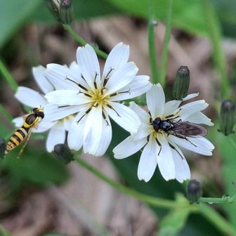 白いニガナ(苦菜)、かわいい