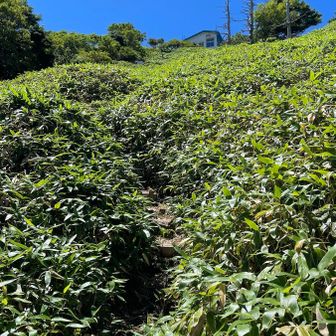 やっと抜けました。山頂ヒュッテが❕