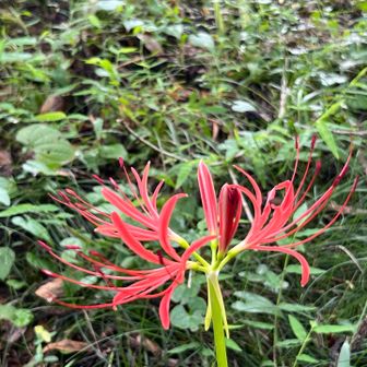 彼岸花が急に、異次元感