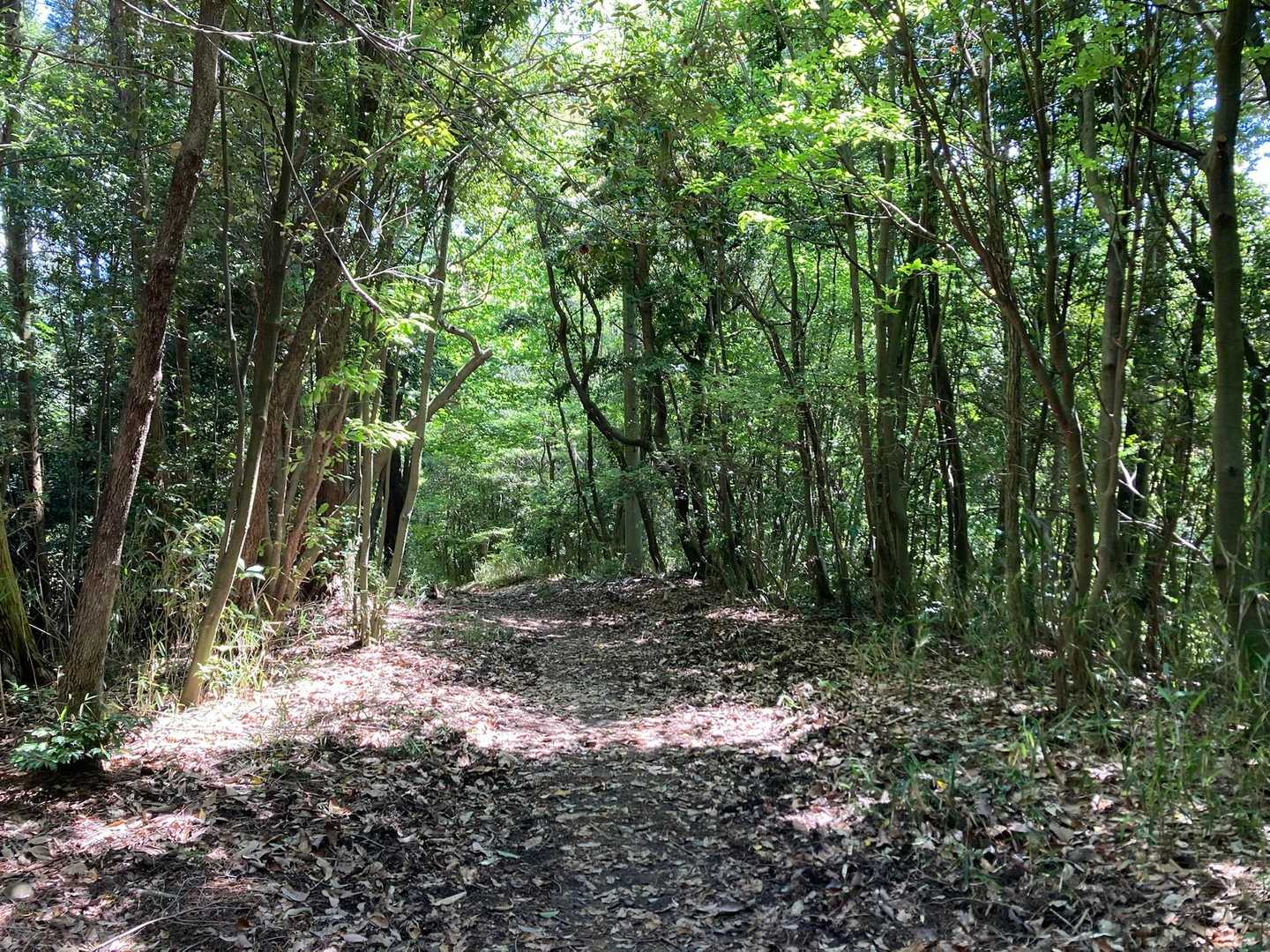 気持ちいい山歩き