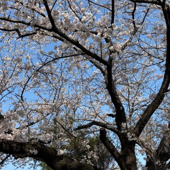 丘の上広場　満開の桜が迎えてくれました