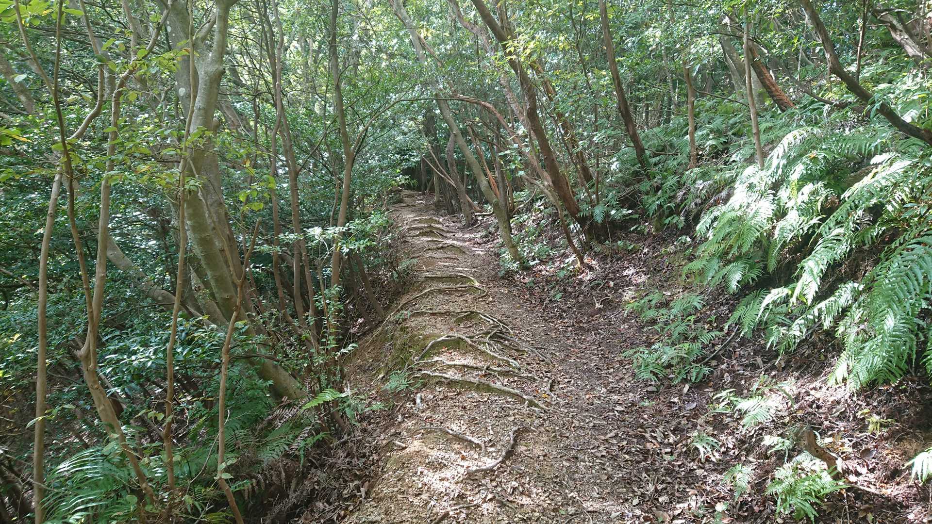 登山道はいい雰囲気♪