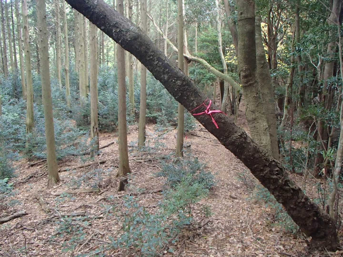 リンボー、やったのに残念ながら誰も撮ってくれる人が…
いませんでした～いませんでした～いませんでした～😝