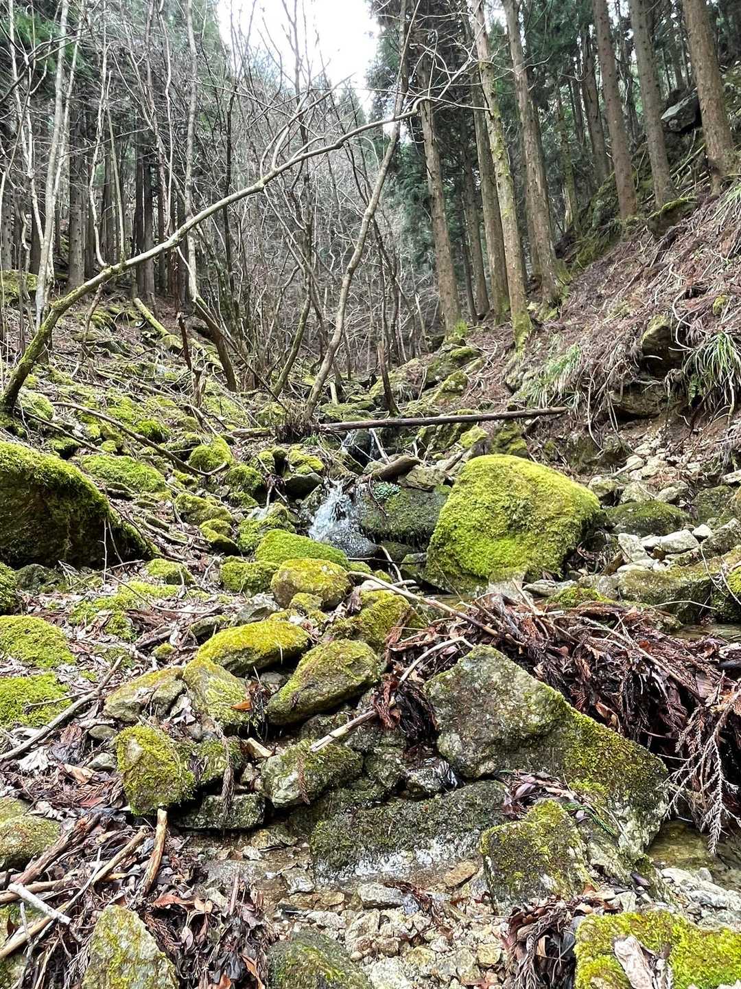 三辻山登山口-三辻山-黒滝 周回コースの写真