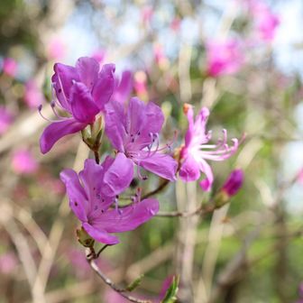 ミツバツツジが咲いている