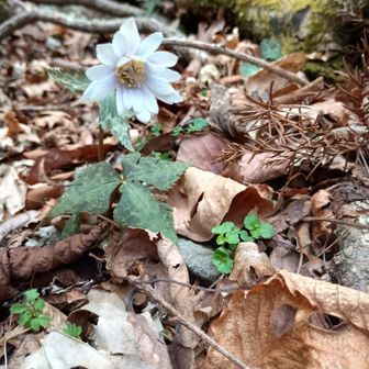 疲れて美人さんに撮れない。