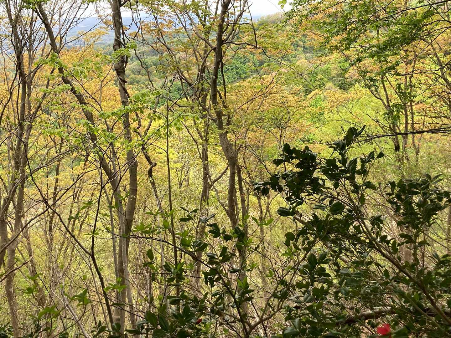 紅葉みたいに黄金色が綺麗でした✨どうしてかな🤔？