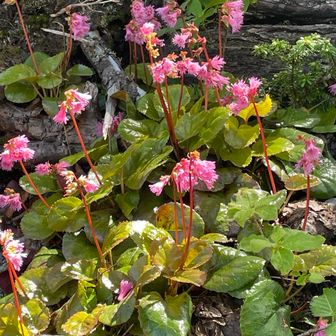 🌸かなかな🎶