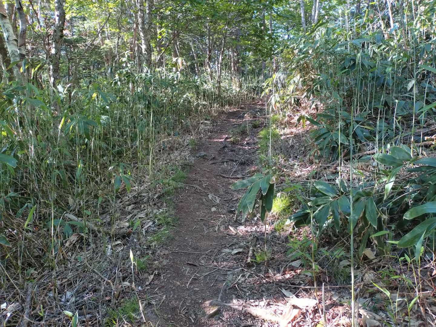 勾配が緩やかで歩きやすい✌