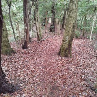 展望ポイントへの山道
終始木漏れ日の中
