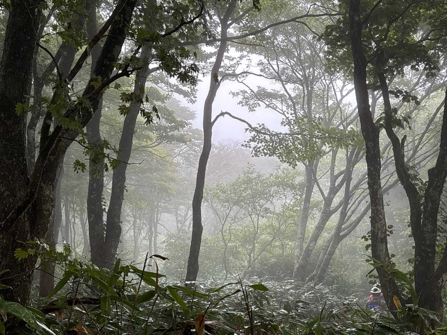 樹林帯の中も真っ白