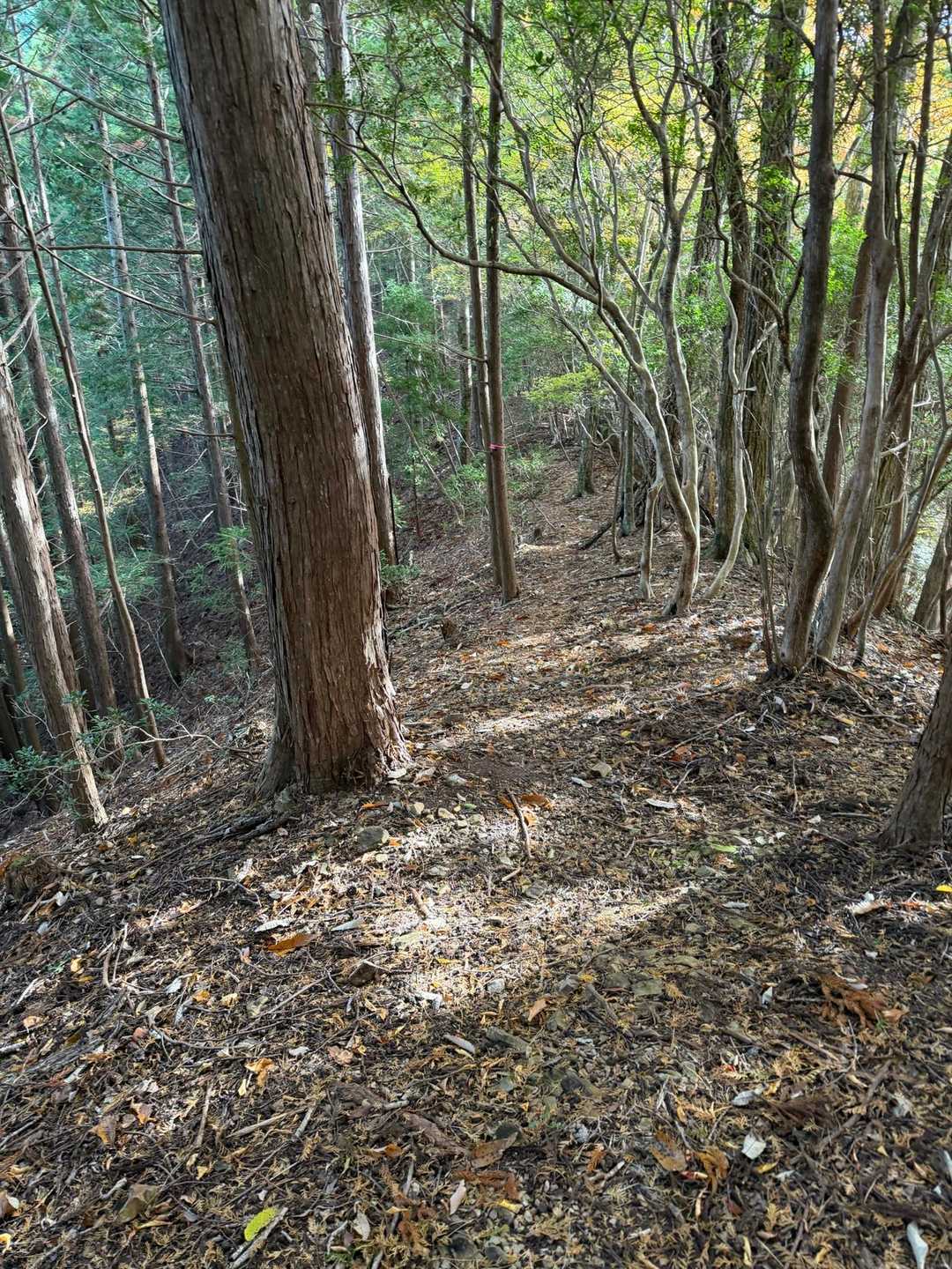 古戸山登山口-古戸山 往復コースの写真