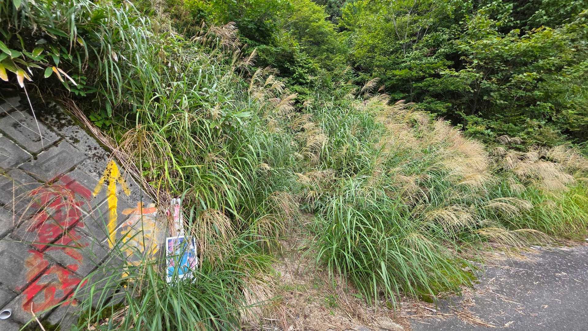 一瞬焦る。。。えー！このススキの中を行けと？！って。
でもほんの少しの間だった。
ここから本ルートまではちょっと急登。