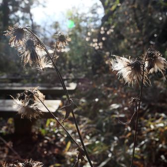 冬って感じのアザミのモフモフ