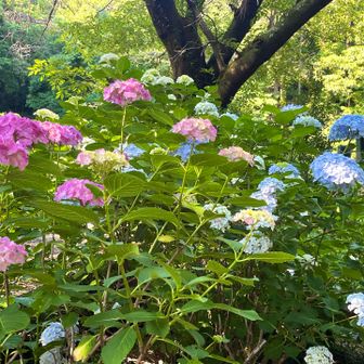 イロトリドリの紫陽花

今年も県南ハイカーの義務を無事完遂！